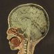 Imagen para el artículo titulado Un niño de cuatro años chupó durante meses la pintura de sus juguetes. Esto es lo que le pasó a su cerebro